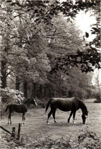 F61 Merrie met veulen bij boerderij Vogelenzang, 1965